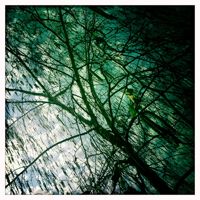 View Through the Trees